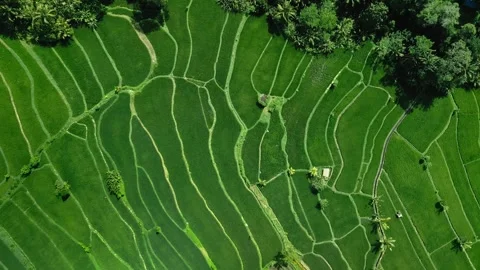 Green Rice Terraces with Curved Patterns Top View Stock Footage 345374364