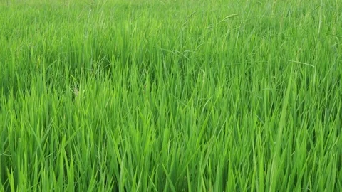 Green rice in the wind. Stock Footage 136474105
