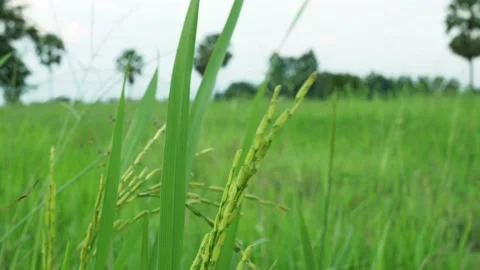 Green rice in the wind. Stock Footage 136474111