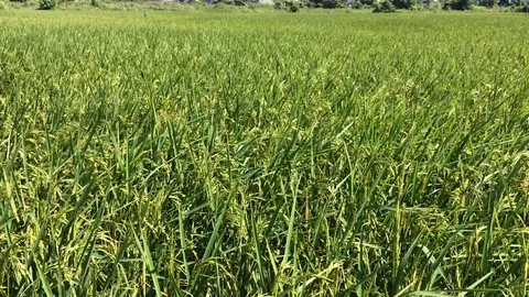 Green ricefield Stock Footage 83192206