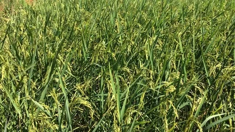 Green ricefield Stock Footage 83192210