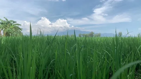 Green ricefiled paddy Stock Footage 231203918