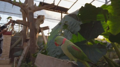 Green ring neck parakeet sits on a bench with a girl hand feeding a bird Stock Footage 121994371