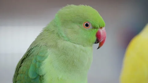 Green Ring-necked Parakeet perched in Osan Birds Park - head close-up Video stock 224226175