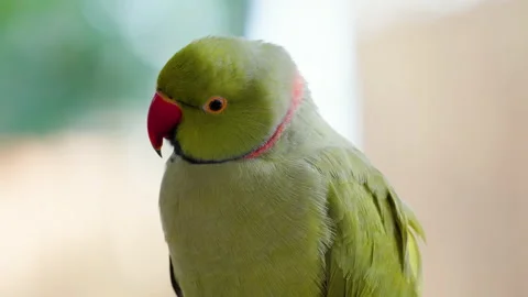 Green Ring-necked Parakeet perched in Osan Birds Park - head close-up Video stock 224226925
