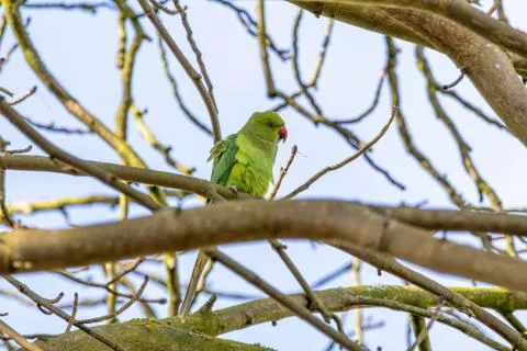 Green Ring-necked parakeet Perched on Tree Branch Stock Photos
