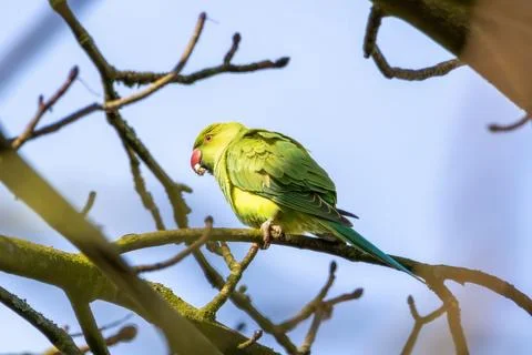 Green Ring-necked parakeet Perched on Tree Branch Stock Photos