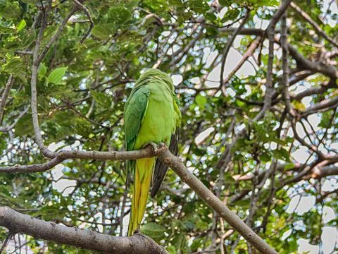 Green ring-necked parakeet perching on a tree branch outdoor Stock Photos