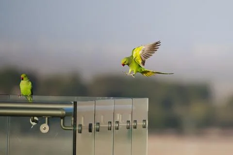 Green ringed parrots perching and flying on a glass surface Stock Photos