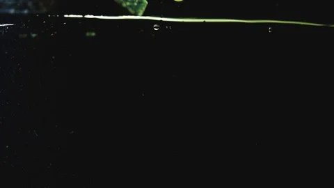 Green ripe apples fall into the water on a black background Stock Footage 130109337