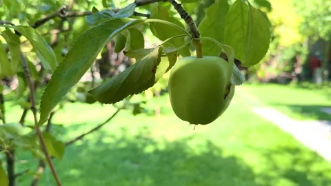 Green ripe apples growing on a branch in an orchard close up macro concept for Stock Footage 345701166