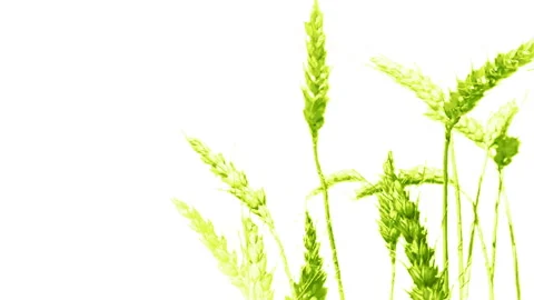 Green Ripe Ears Of Wheat On A White Background Nature Health Concept . Stock Footage 93707232