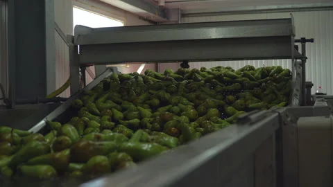 Green ripe fresh appetizing pears on conveyor in fruit storage Stock Footage 151698197