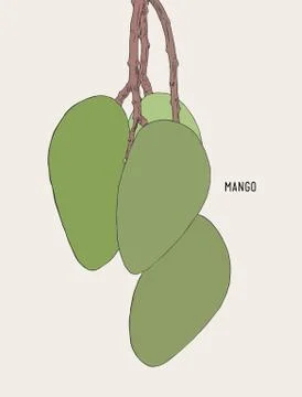 Green ripe mango on tree , sketch vector. Stock Illustration