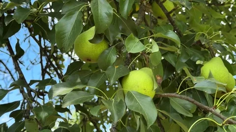 Green ripe pears hanging on a tree branch Stock Footage 340615824