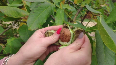 Green ripe walnuts on branch. Raw walnuts in a green nutshell. Fruits of a walnu Stock Footage 219508592