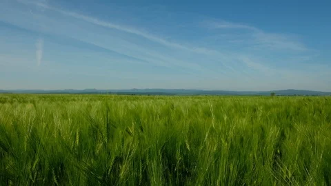 Green ripe wheat field Stock Footage 112754497