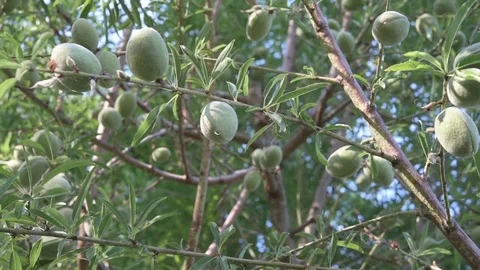 Green ripening almond fruit on a tree Stock Footage