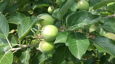 Green ripening apples on a tree branch in an orchard Stock Footage 256716718