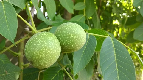 Green ripening walnuts in the rays of the sun on a tree branch Stock Footage 269392619
