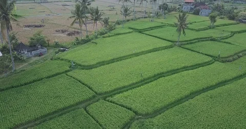 Green rise fields with paths on it Video stock 124668158
