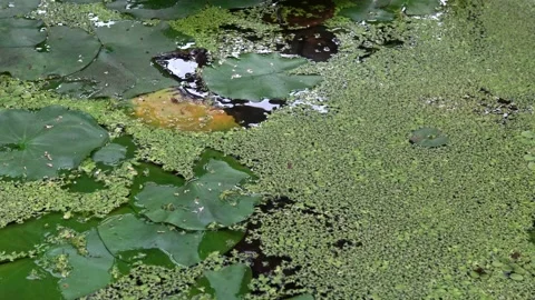 Green river close-up with a water lily in the background in a lake Stock Footage 329558226