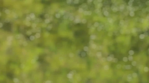 Green river with crystal clean running water, trees reflection, change of focus  Stock Footage 40051796