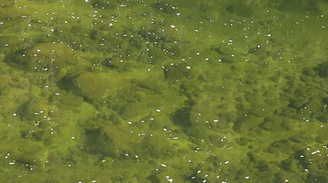 Green river with crystal clean running water, trees reflection. Stock Footage 40052002