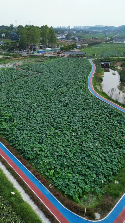 Green river flowing through lotus leaf and lotus root farmland in rural Vietnam Stock Footage 314989147