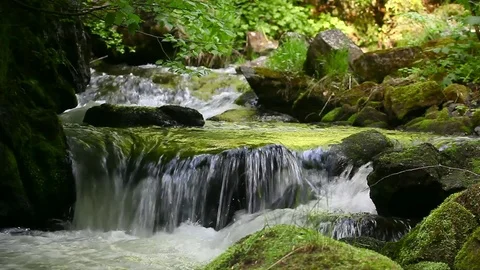 Green river Video stock 81626626