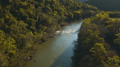 Green river in the forest on a sunny day. Irani river. Stock Footage 317657441