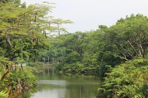 Green river with forest trees on both side Stock Photos