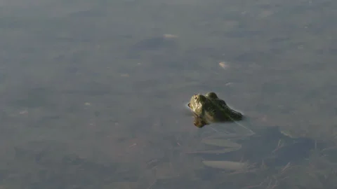 A green river frog is rocked by small waves near the shore at sunset Stock Footage 302081848