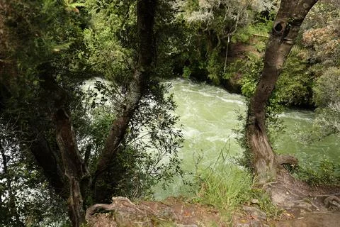 Green River Rapids Below Forested Riverbank Trees Foto stock