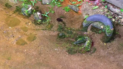 Green river stream in tropical nature with truck tire garbage Thailand. Stock Footage 326021789