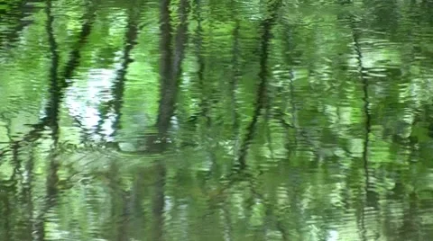 Green river in summer Video stock 8157514