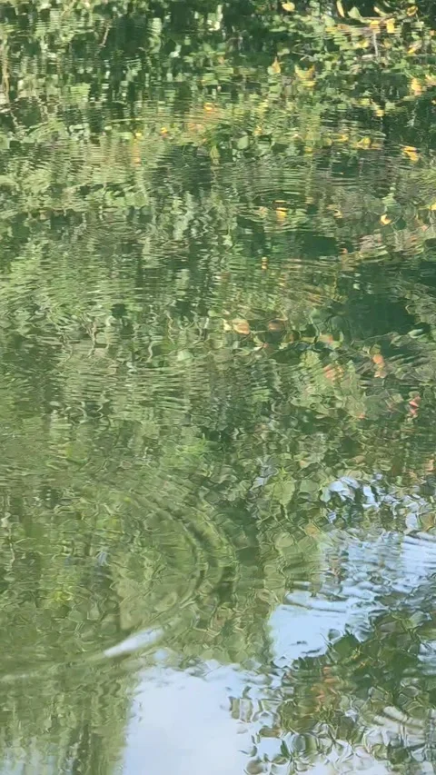 Green river surface ripples made by small fish vertical video with bird sound 库存影片 246871529