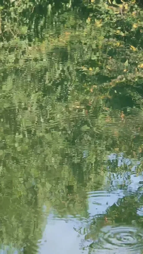 Green river surface ripples made by small fish vertical video with bird sound Stock Footage 246871547