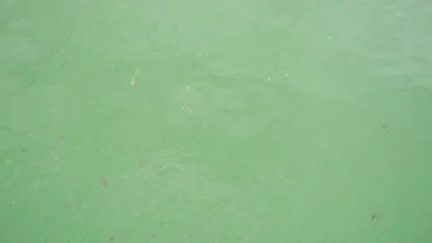 Green river water from algae, slow motion Stock Footage 328299496