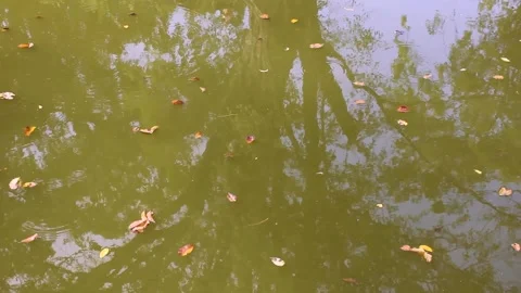 Green river water filled with fallen dry leaves Stock Footage 336550420