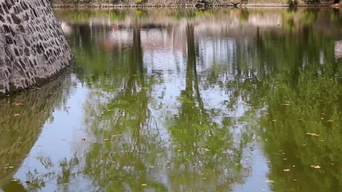 Green river water filled with fallen dry leaves Stock Footage 336550450