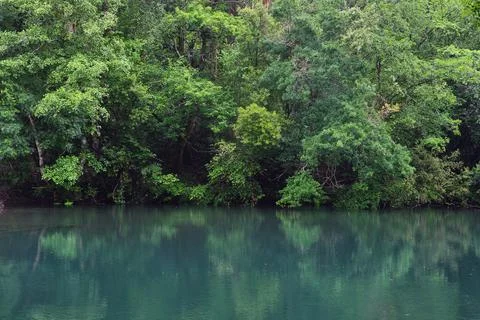 Green riverside forest Stock Photos