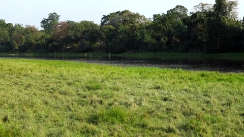 Green Riverside Grassland With Forest Trees in Background Stock Footage 327919968