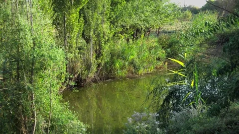 Green riverside with trees and calm water in summer breeze Stock Footage 320390915