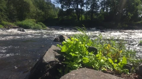Green Riverside Vegetation and Rapids on the Zschopau River in Saxony, Germany Stock Footage 345254863
