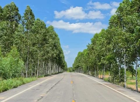 Green road Stock Photos
