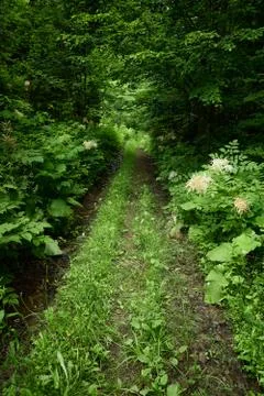 Green road Stock Photos