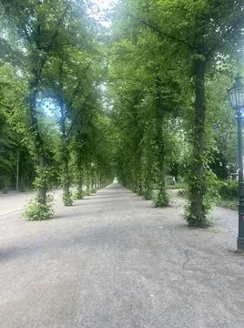 Green road Foto stock