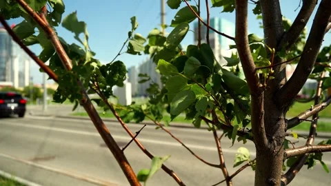 Green roadside tree with leafy branches beside urban boulevard, automobiles Stock Footage 346639470
