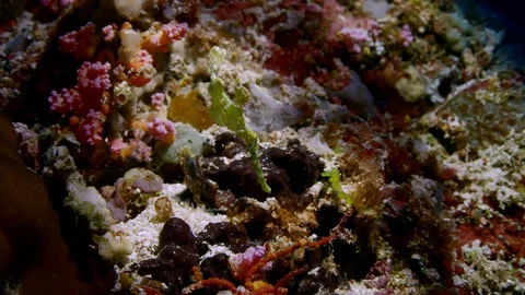 Green Robust Ghost Pipefish  is swimming in a coral reef Stock Footage 116045845